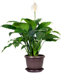 Spathiphyllum from Scott's Flowers on the Square in Stephenville, TX