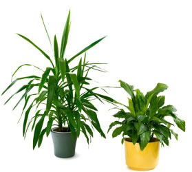 Tropical House Plants from Scott's Flowers on the Square in Stephenville, TX