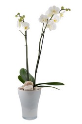 Phalaenopsis  Orchid from Scott's Flowers on the Square in Stephenville, TX