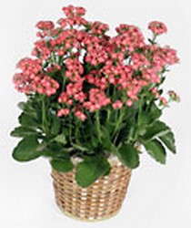 Kalanchoe from Scott's Flowers on the Square in Stephenville, TX